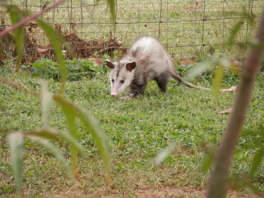possum, opossum, marsupial-183851.jpg