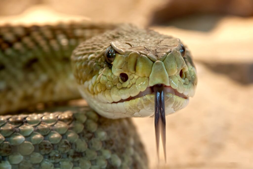 speckled rattlesnake, snake, animal-653642.jpg